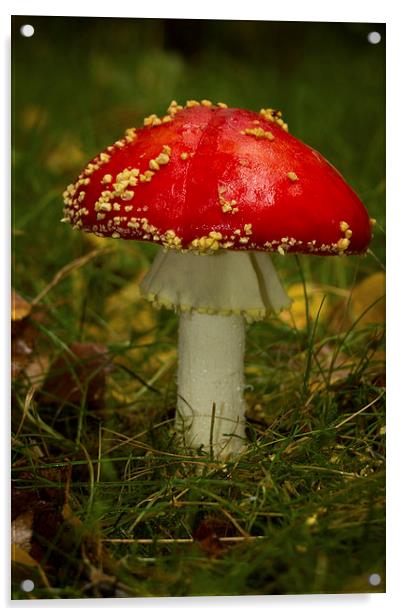 Fly Agaric Mushroom Acrylic by Paul Holman Photography