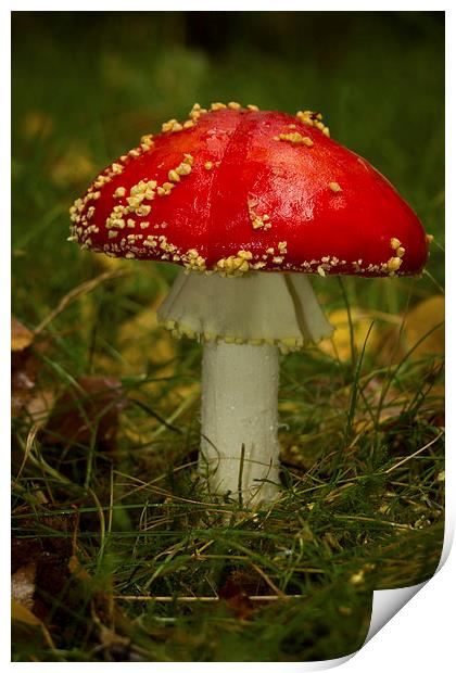 Fly Agaric Mushroom Print by Paul Holman Photography