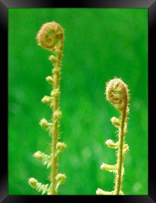 Green Ferns Unfurling Framed Print by Jennifer Henderson