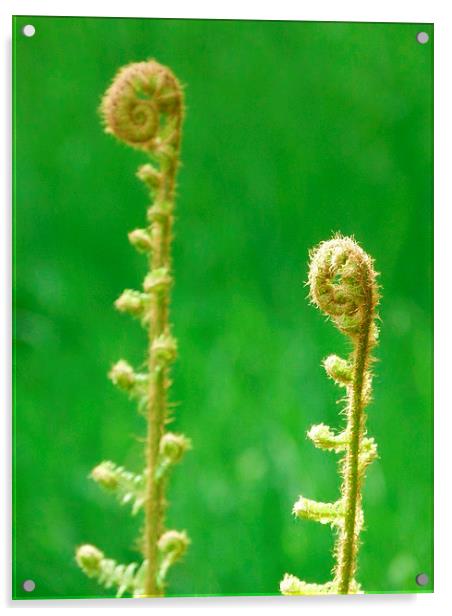 Green Ferns Unfurling Acrylic by Jennifer Henderson