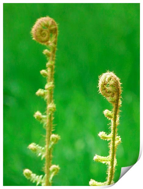 Green Ferns Unfurling Print by Jennifer Henderson