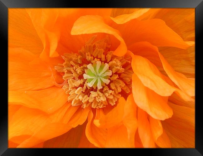 Orange Poppy Framed Print by Jennifer Henderson