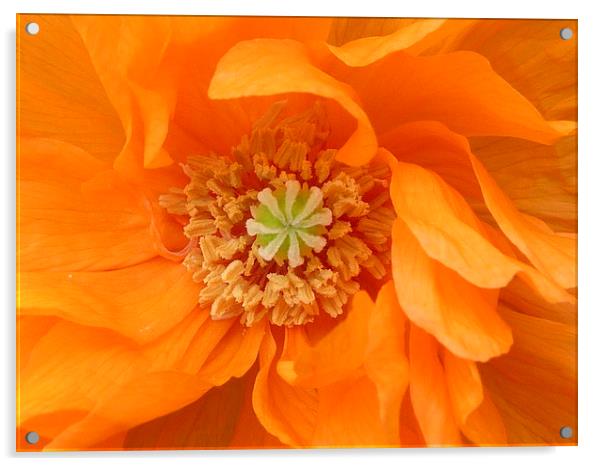 Orange Poppy Acrylic by Jennifer Henderson