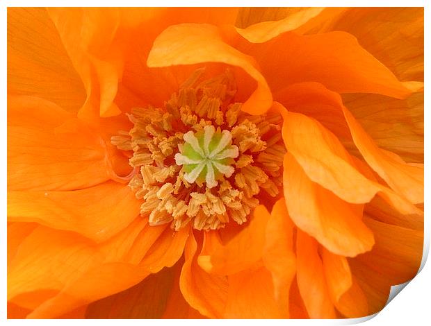 Orange Poppy Print by Jennifer Henderson