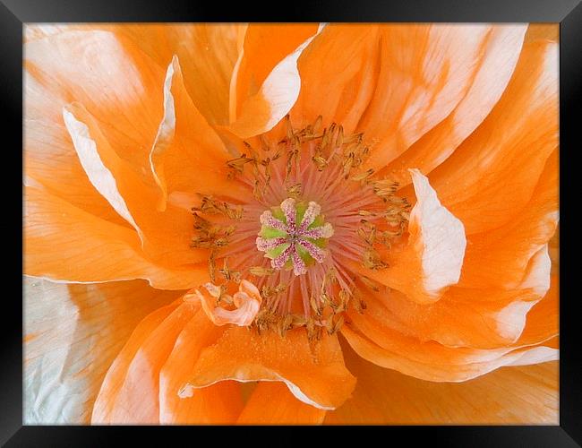 Pale Orange Poppy Framed Print by Jennifer Henderson