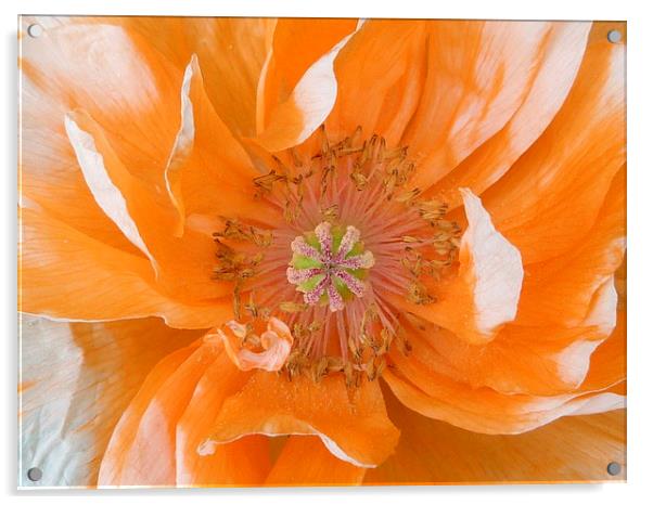 Pale Orange Poppy Acrylic by Jennifer Henderson