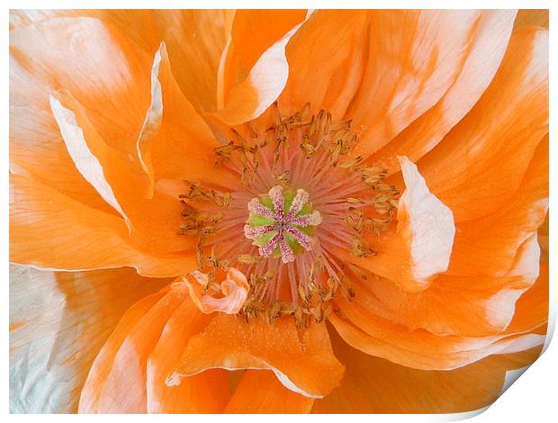 Pale Orange Poppy Print by Jennifer Henderson