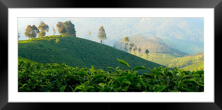 Tea Garden at Munnar India Framed Mounted Print by T R   Bala subramanyam
