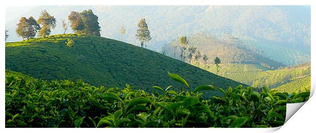 Tea Garden at Munnar India Print by T R   Bala subramanyam