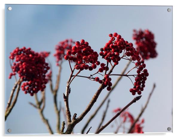 Rowan berries Acrylic by Jennifer Henderson