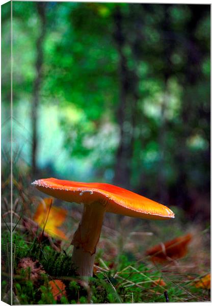 Fly agaric Canvas Print by Macrae Images