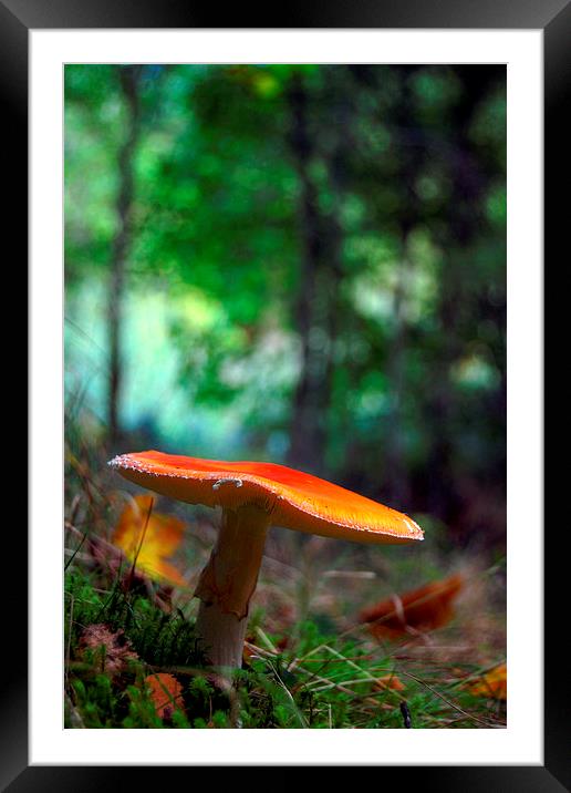 Fly agaric Framed Mounted Print by Macrae Images