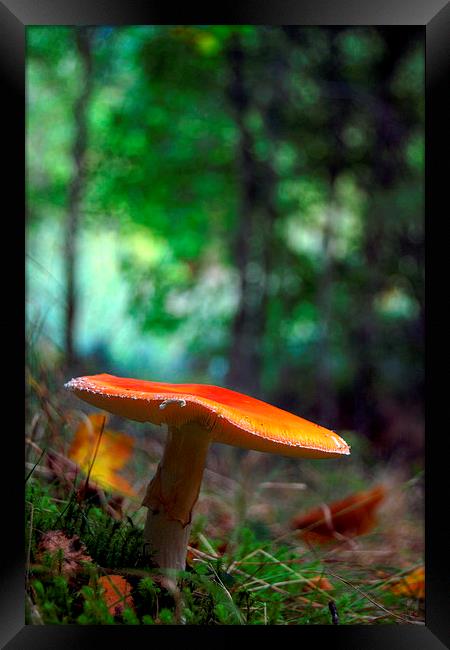 Fly agaric Framed Print by Macrae Images