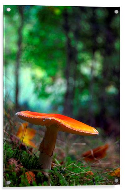 Fly agaric Acrylic by Macrae Images