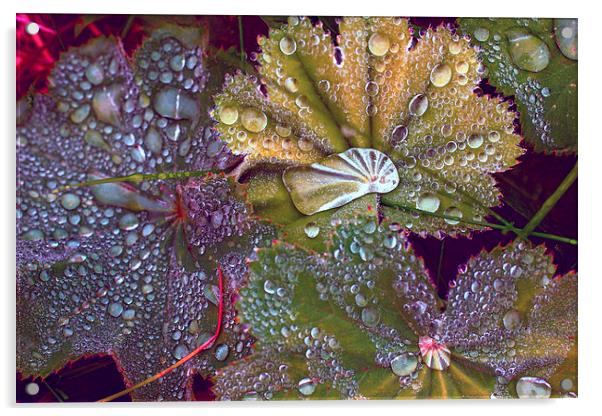 Colour manipulated raindrops on leaves Acrylic by Hugh McKean