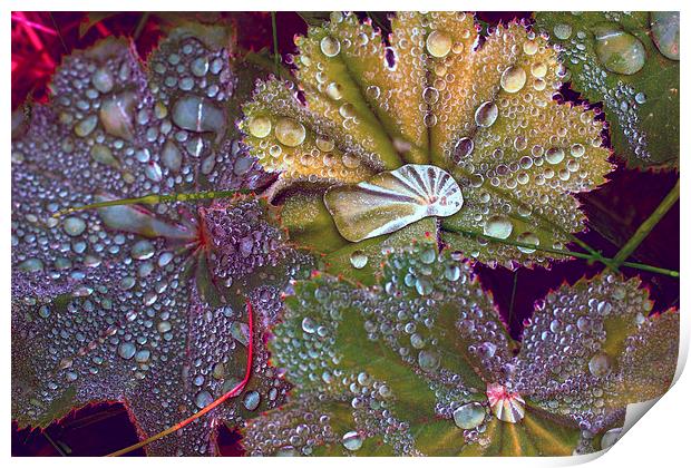Colour manipulated raindrops on leaves Print by Hugh McKean