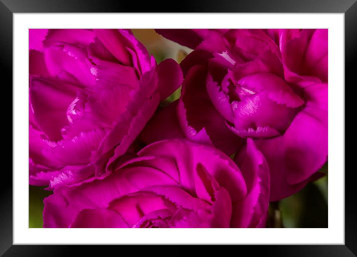 Crinkle Cut Carnations Framed Mounted Print by Wayne Molyneux