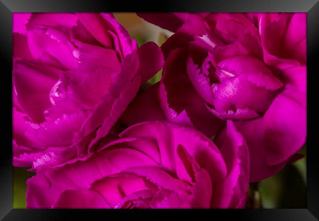 Crinkle Cut Carnations Framed Print by Wayne Molyneux