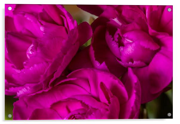Crinkle Cut Carnations Acrylic by Wayne Molyneux