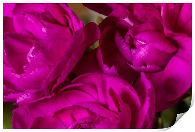 Crinkle Cut Carnations Print by Wayne Molyneux