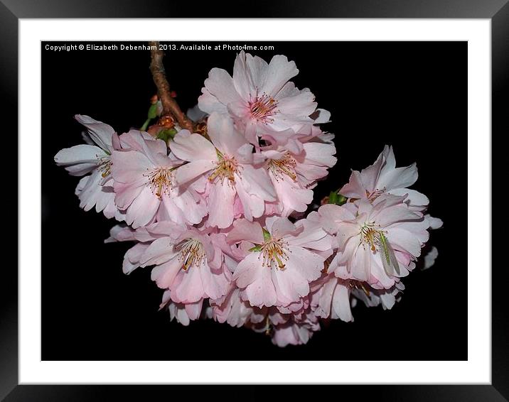 Prunus Blossom on Black Framed Mounted Print by Elizabeth Debenham