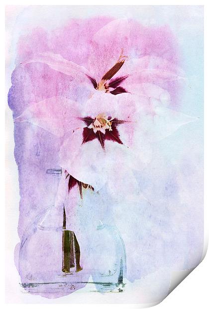 Peacock Orchids Print by Ann Garrett