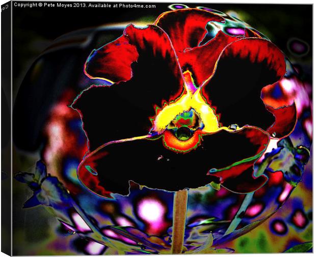 Pansy #1 Canvas Print by Pete Moyes