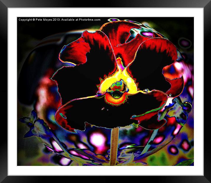 Pansy #1 Framed Mounted Print by Pete Moyes