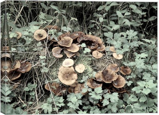 Fungi and Foliage Canvas Print by Bill Lighterness