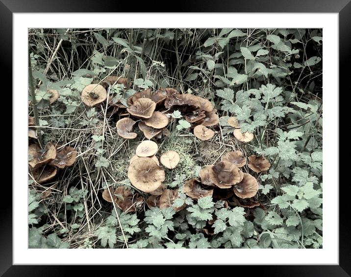 Fungi and Foliage Framed Mounted Print by Bill Lighterness