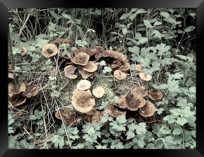 Fungi and Foliage Framed Print by Bill Lighterness