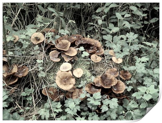 Fungi and Foliage Print by Bill Lighterness