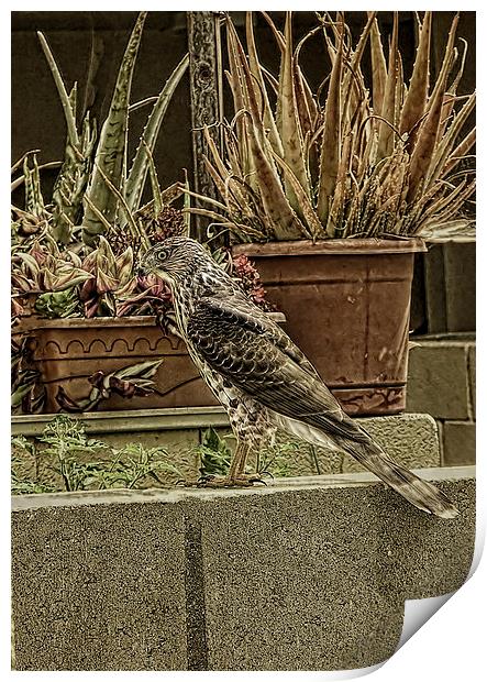 Coopers Hawk On Wall Print by Anne Rodkin