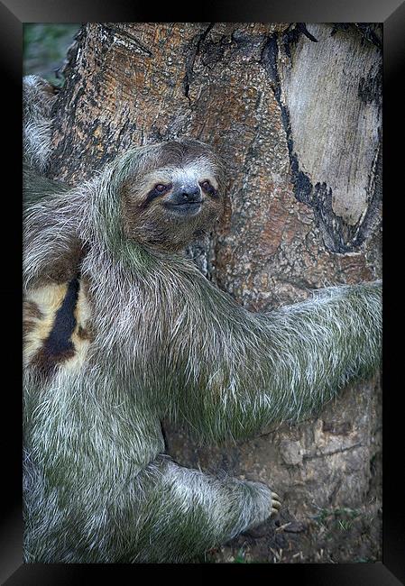 Three Toed Sloth Framed Print by Anne Rodkin