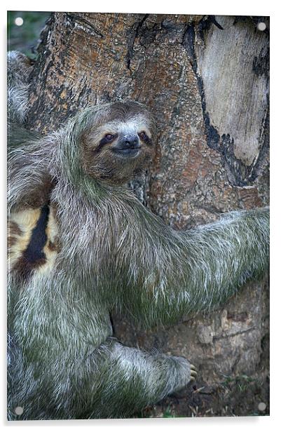Three Toed Sloth Acrylic by Anne Rodkin
