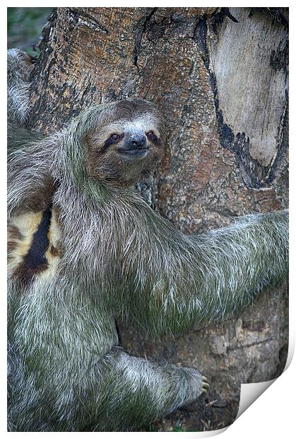 Three Toed Sloth Print by Anne Rodkin