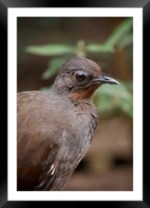 My Friend Nova The Lyrebird Framed Mounted Print by Graham Palmer