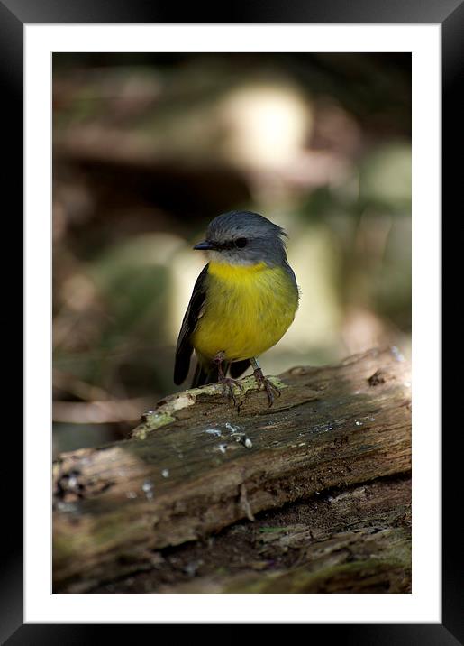 Yellow Robin Framed Mounted Print by Graham Palmer