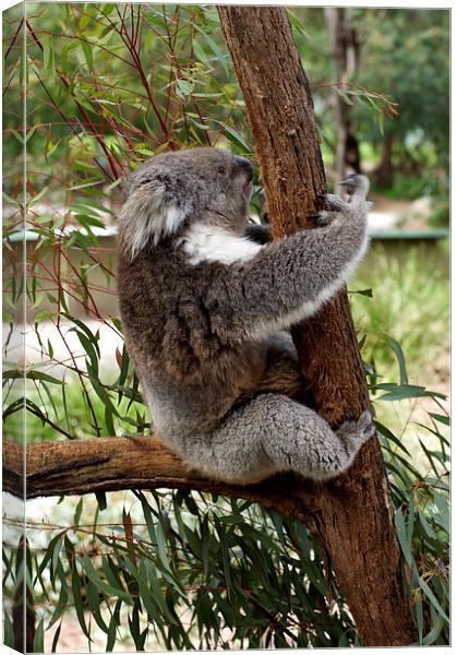 Tree Hugging Koala Canvas Print by Graham Palmer