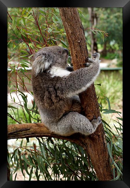 Tree Hugging Koala Framed Print by Graham Palmer