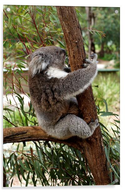 Tree Hugging Koala Acrylic by Graham Palmer