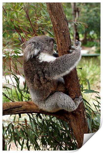 Tree Hugging Koala Print by Graham Palmer