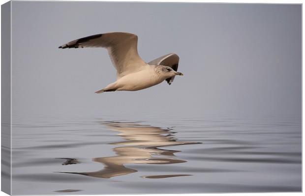 Common Gull (Larus canus) in flight Canvas Print by John Edwards
