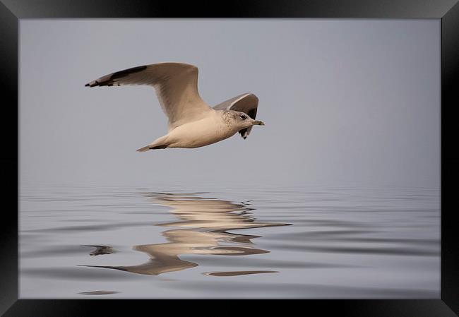 Common Gull (Larus canus) in flight Framed Print by John Edwards