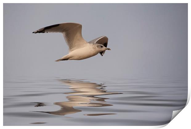 Common Gull (Larus canus) in flight Print by John Edwards