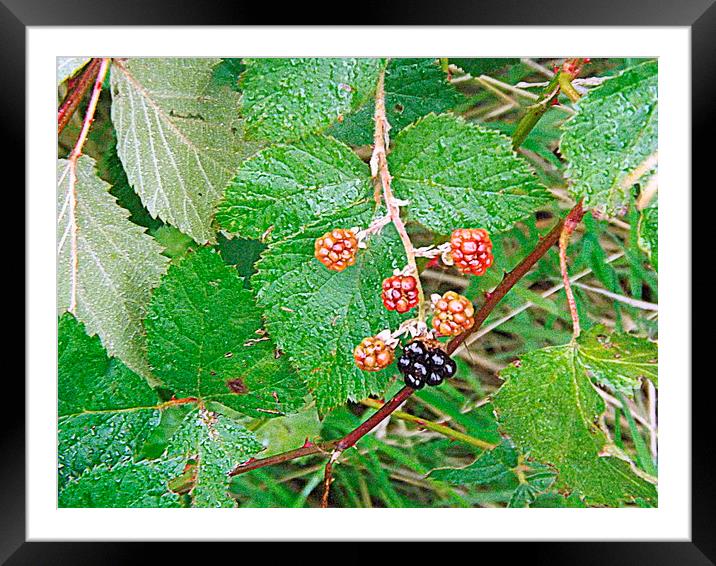 Blackberries Out on a limb ! Framed Mounted Print by Bill Lighterness
