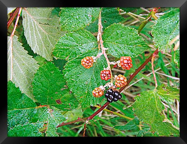 Blackberries Out on a limb ! Framed Print by Bill Lighterness