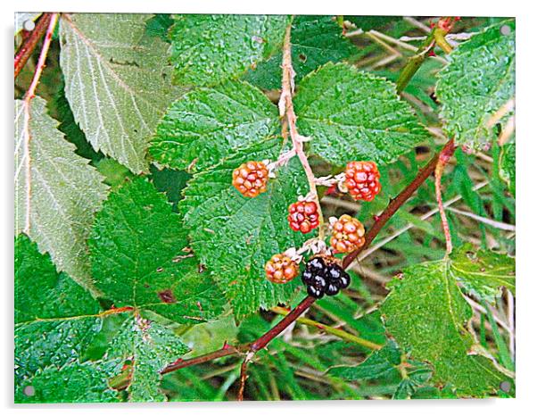 Blackberries Out on a limb ! Acrylic by Bill Lighterness