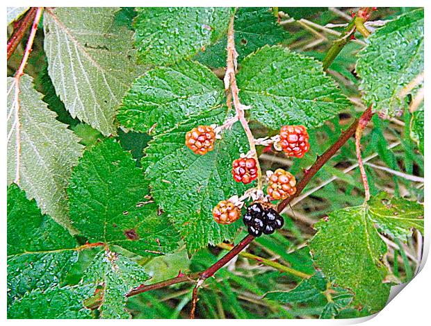 Blackberries Out on a limb ! Print by Bill Lighterness
