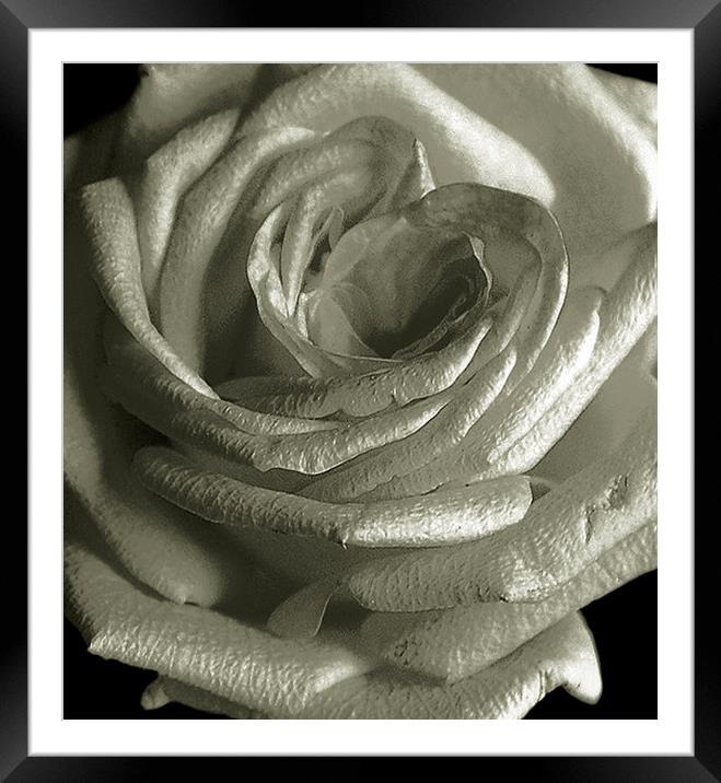 Close up Rose Framed Mounted Print by james balzano, jr.
